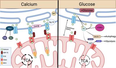 The ER-Mitochondria Interface as a Dynamic Hub for T Cell Efficacy in Solid Tumors